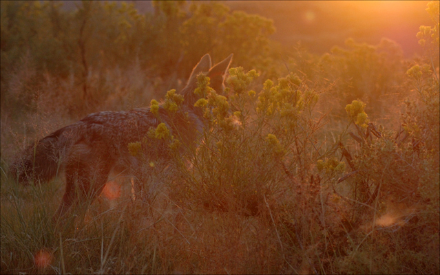 The daily Coyote The daily Coyote