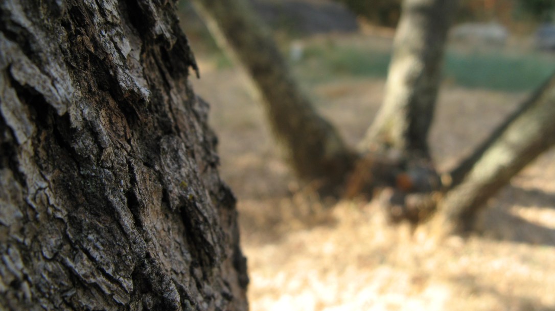 macro shot of bark on tree in a dry california backyard in september