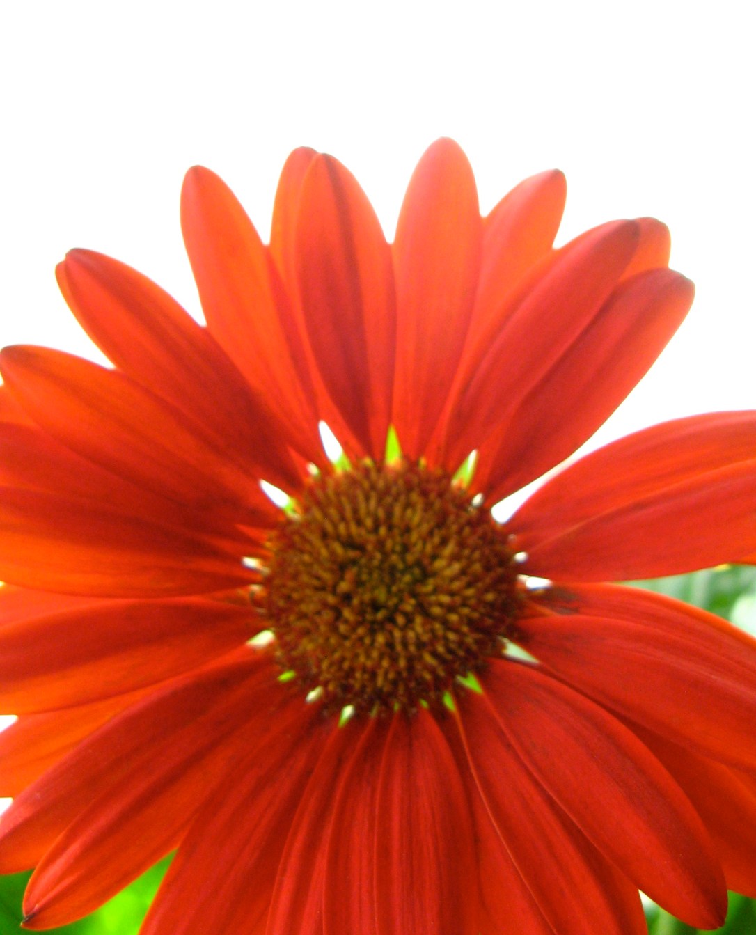 red gerbera daisy on a white and green background - photo by oaxacaborn gina munsey