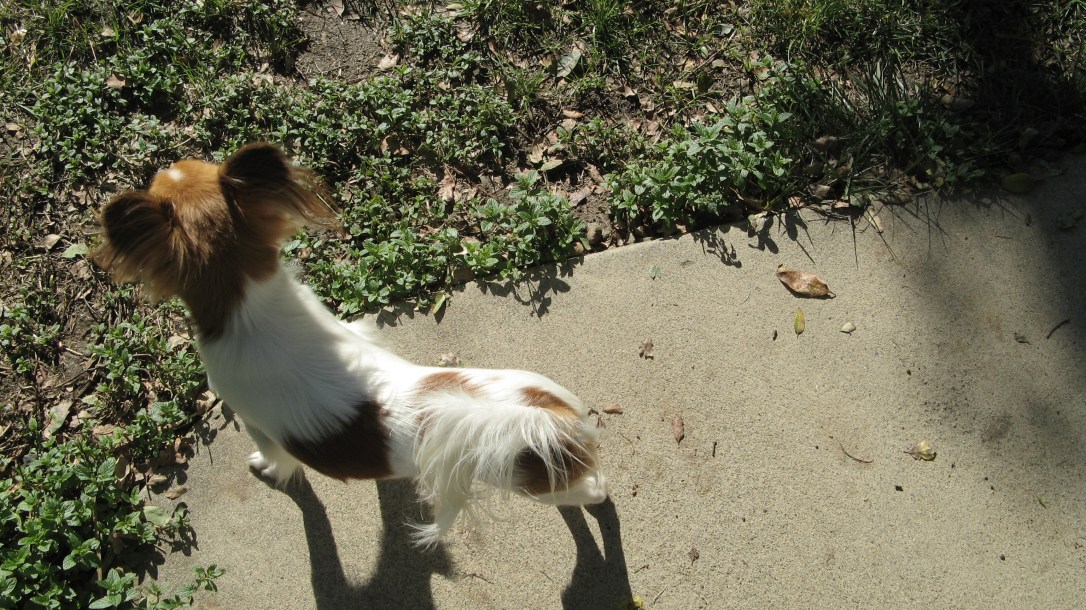 overhead view of papillon standing on sidewalk near lawn and mint - vintage colors