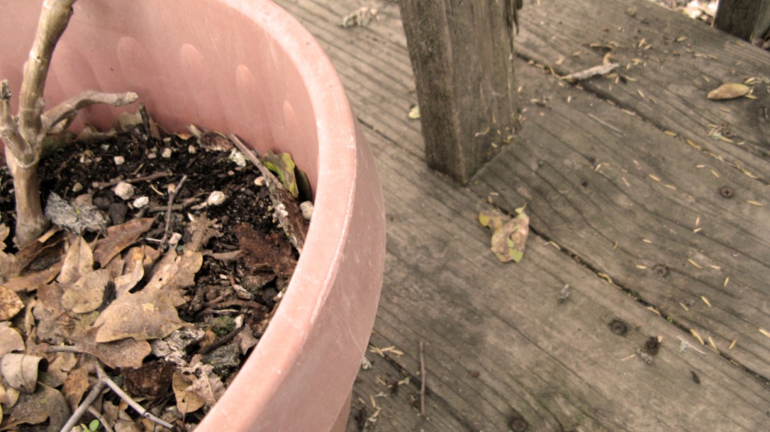 potted plant with fallen leaves on old wood patio
