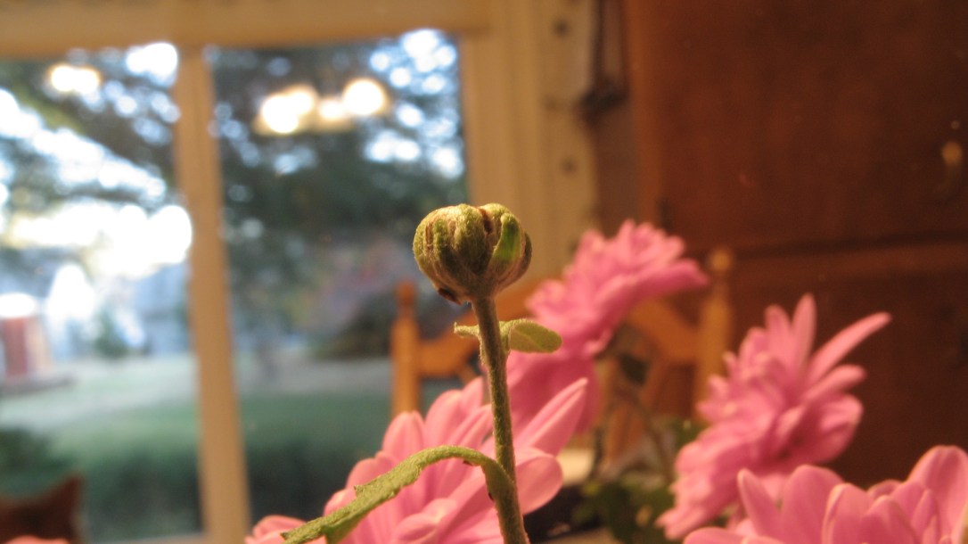 flower bud at grandma's house flower bud at grandma's house