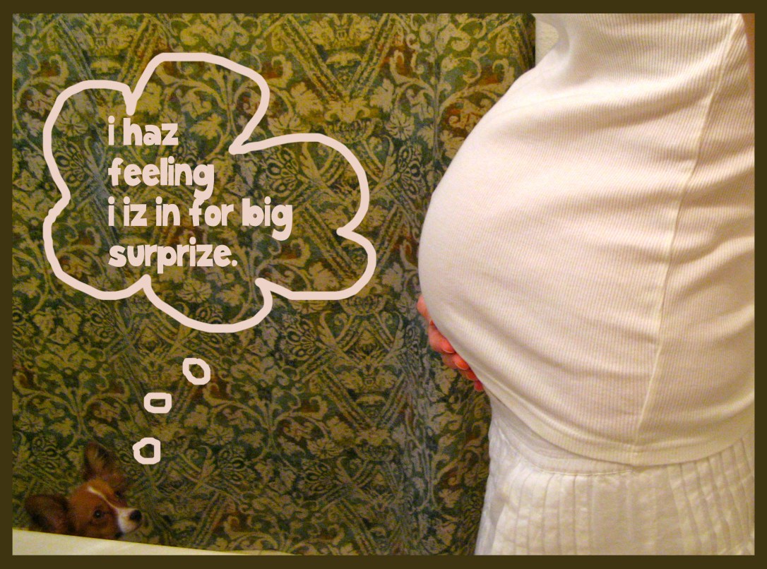 emery the papillon is in for a big surprise - baby is due in one month