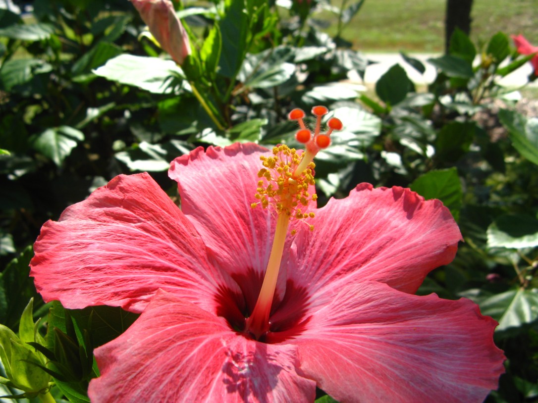 beautiful pink blossom in central Florida