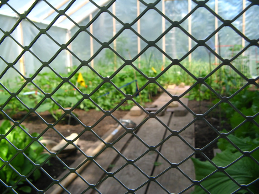 View through fencing into hot/house/greenhouse garden