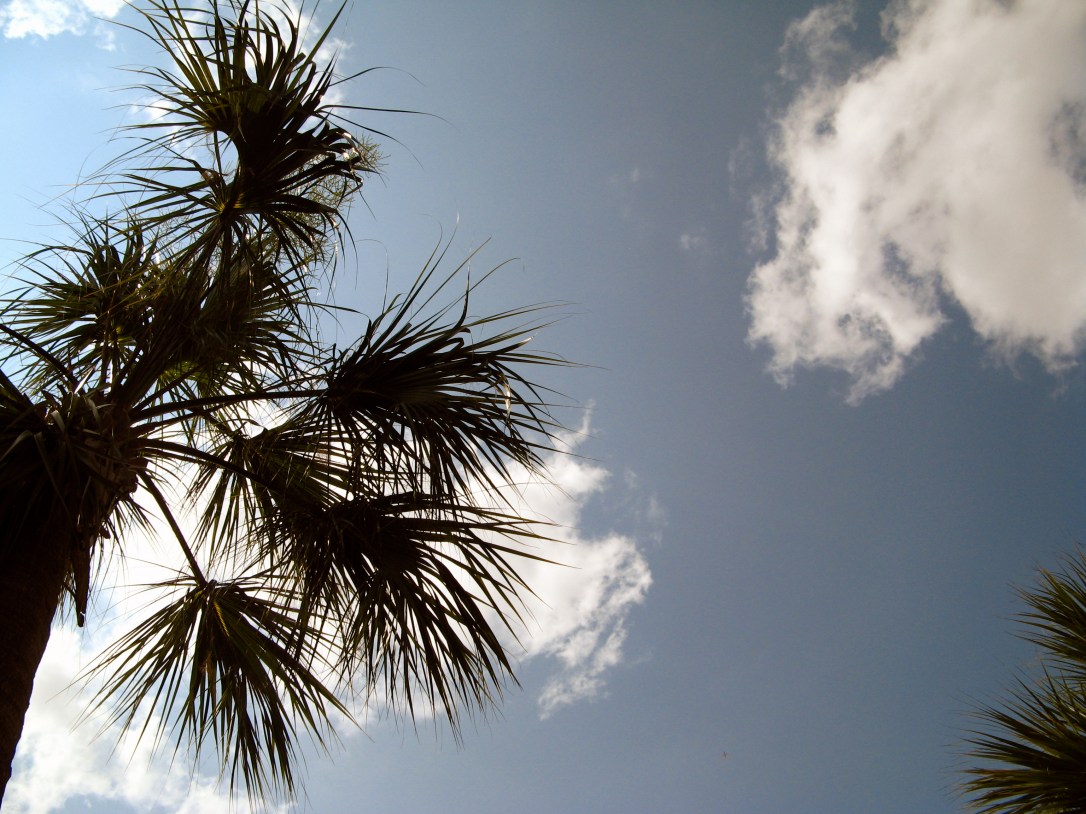 30 Day Photo Challenge - Day 4 - Clouds - Central Florida palm tree against the sky - Taken with a polarizing lens filter 30 Day Photo Challenge - Day 4 - Clouds - Central Florida palm tree against the sky - Taken with a polarizing lens filter