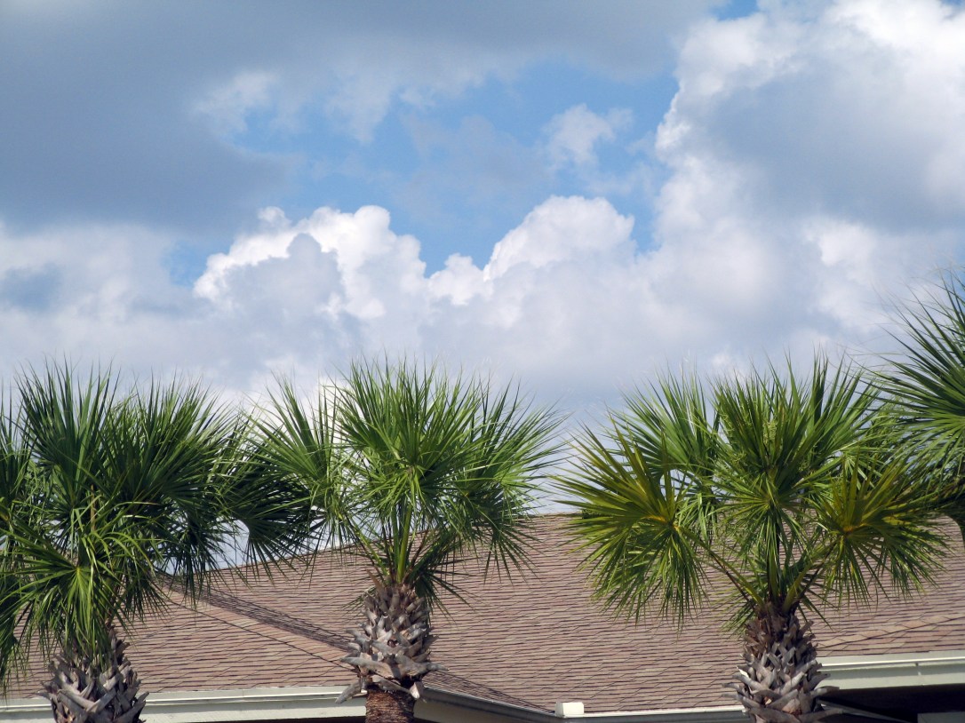 Florida palm trees, clouds and rooftops