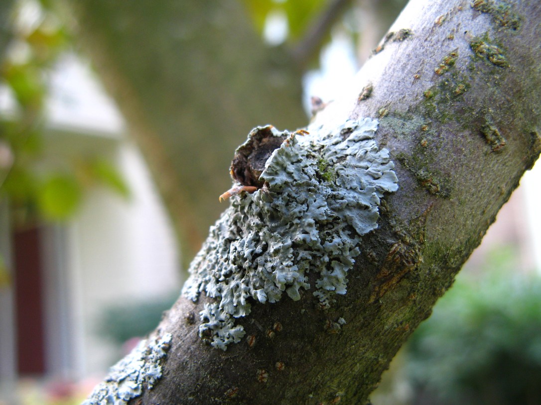 Close-up of Lichen on Tree Branch Close-up of Lichen on Tree Branch