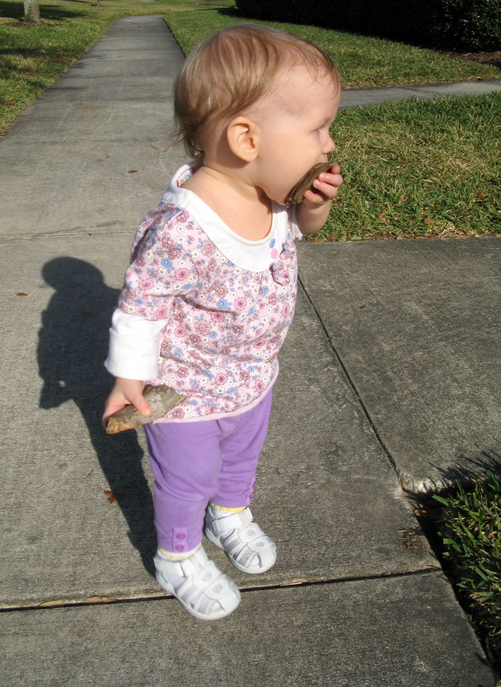 Toddler Aveline tasting bark Toddler Aveline tasting bark