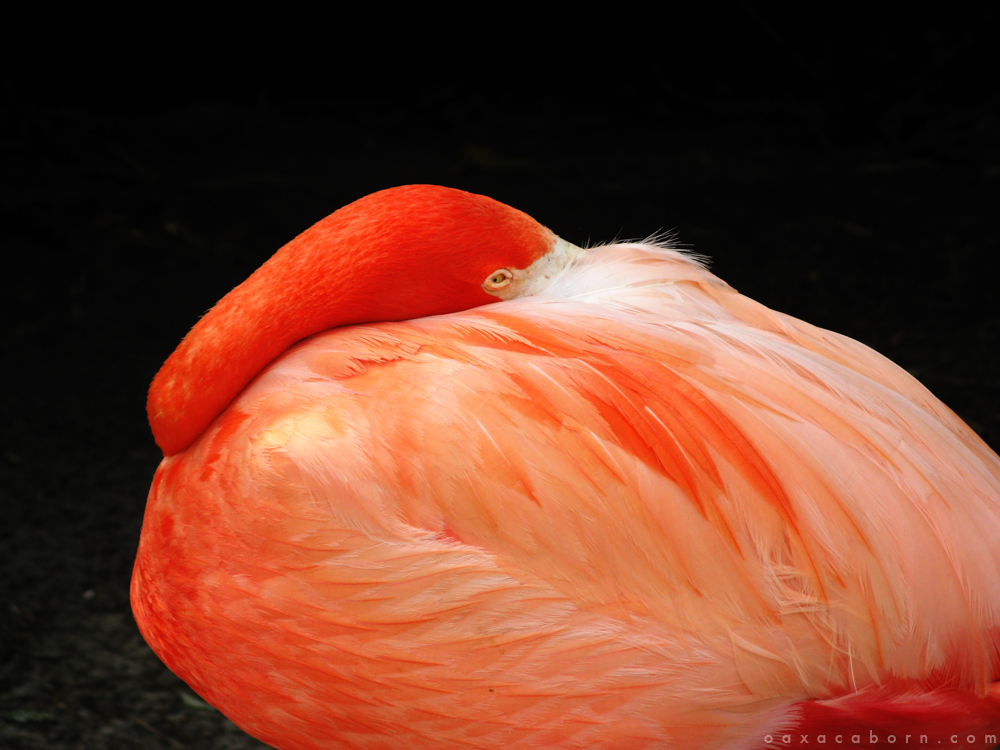 Flamingo sleeping via Oaxacaborn
