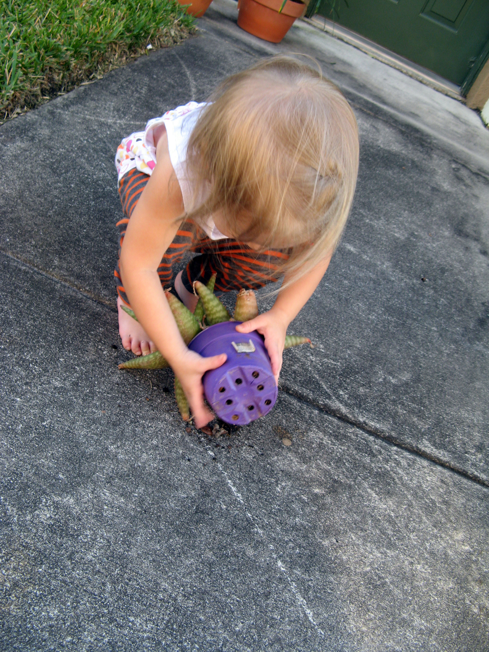Toddler turning succulent over via Oaxacaborn dot com