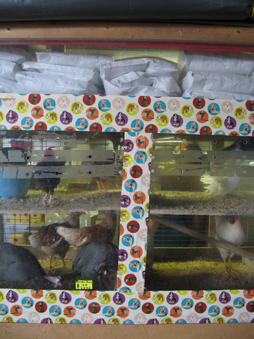 Weird pet shop inside a flea market