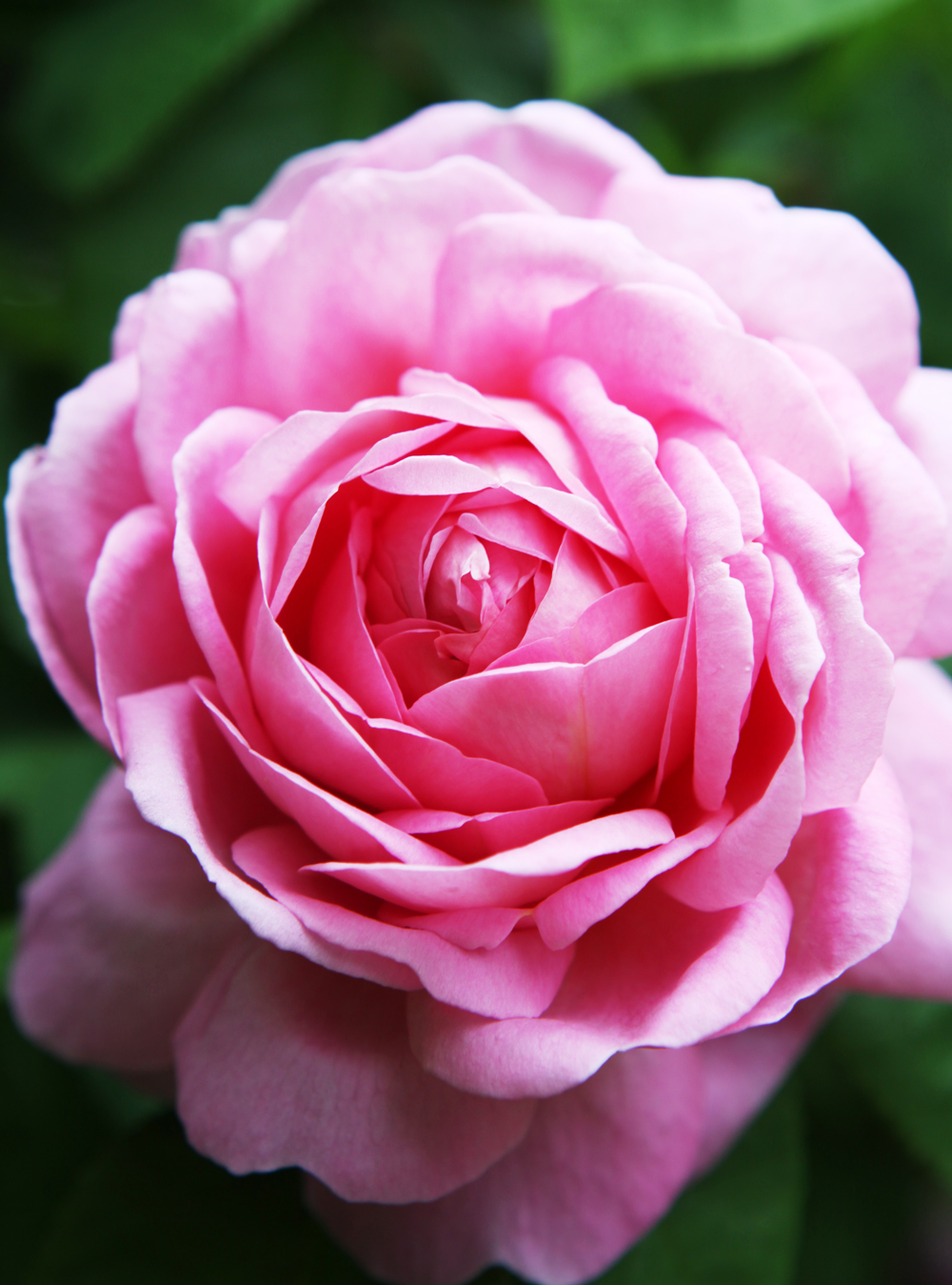 My favourite Constance Spry rose - Jane Cumberbatch's Pure Style Online Tips on Blogging