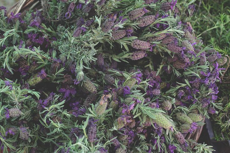 Lavender via Geraldine Cooks