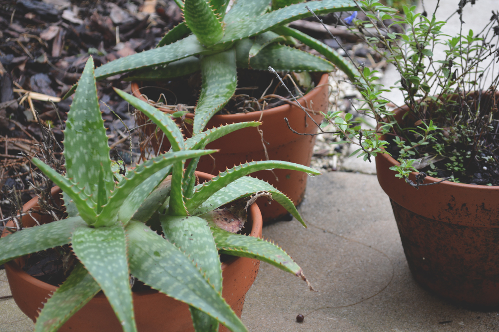 LIFE IN PHOTOS on the OAXACABORN blog :: Lavender Sky