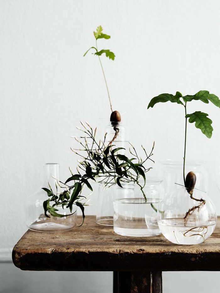 Greenery and sprouted things - Monday's Pretty Things - Inspiration from Oaxacaborn