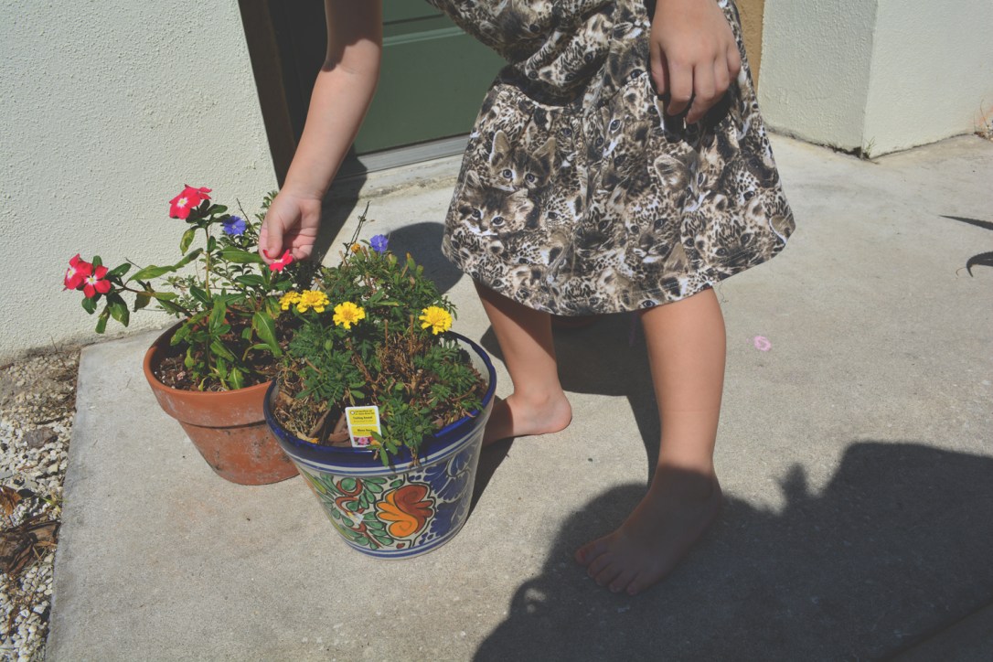 Tropical Blooms, Sidewalks of June