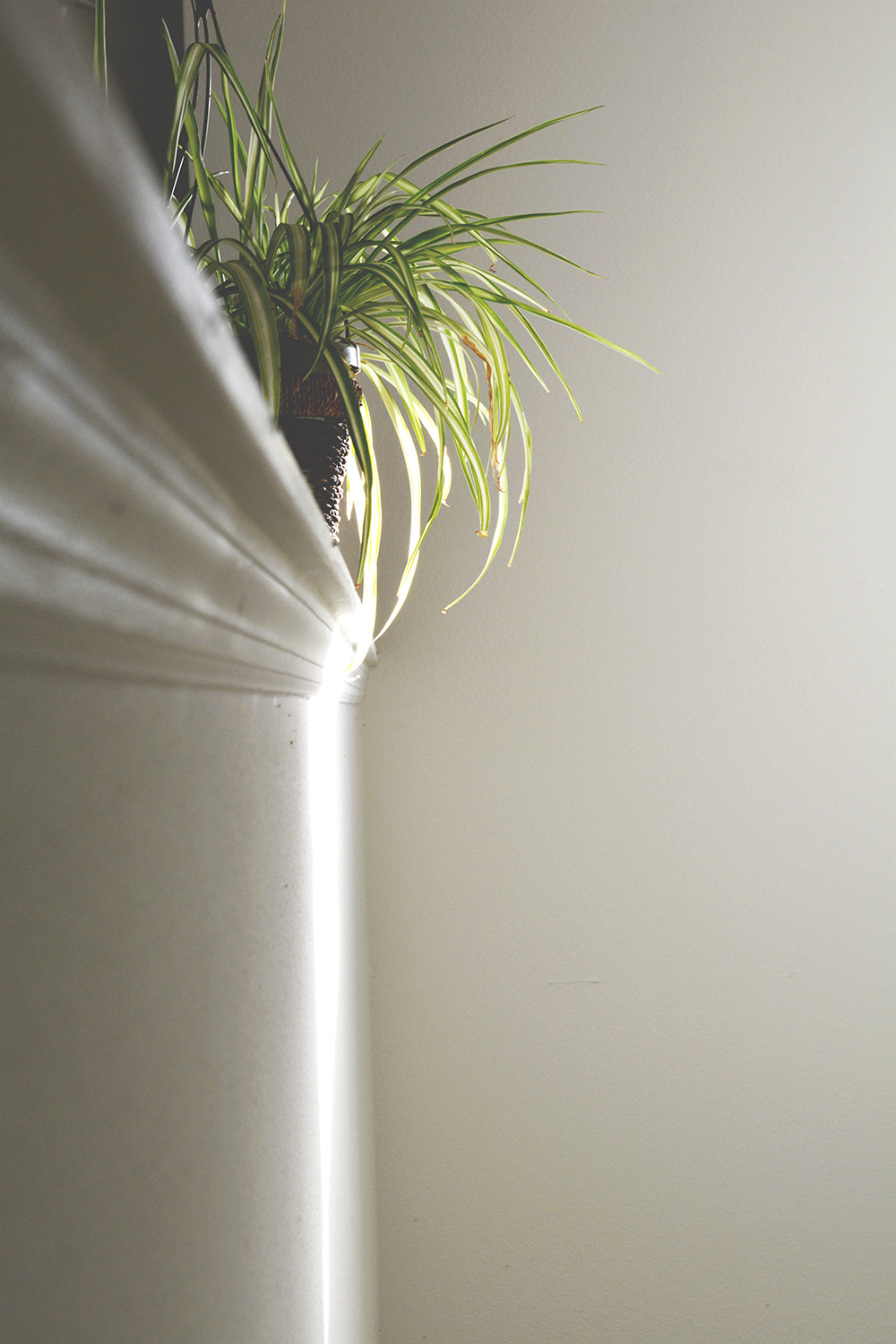 WEB_March_2015_Vertical_Spider-PLant_Oaxacaborn