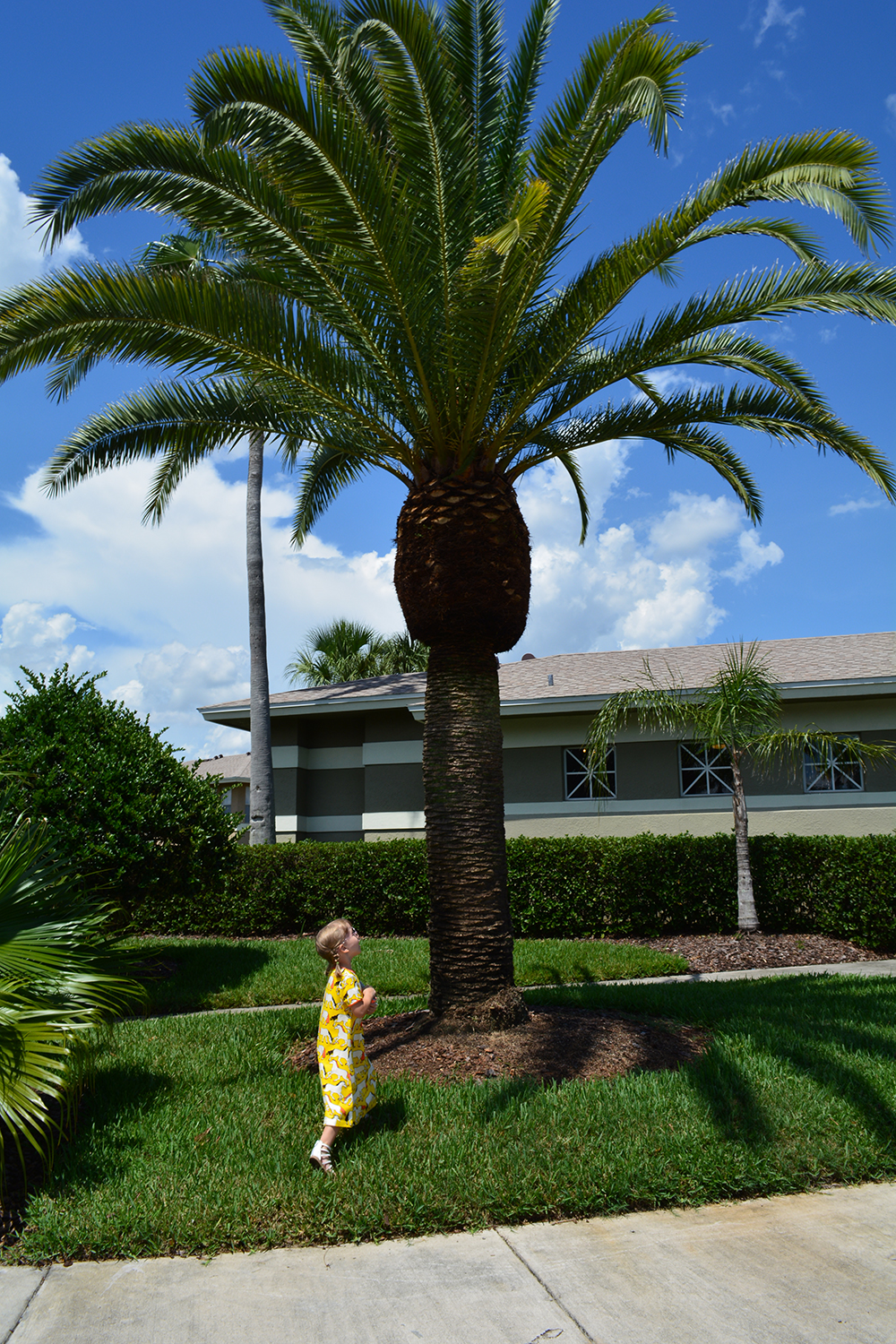 big old palm
