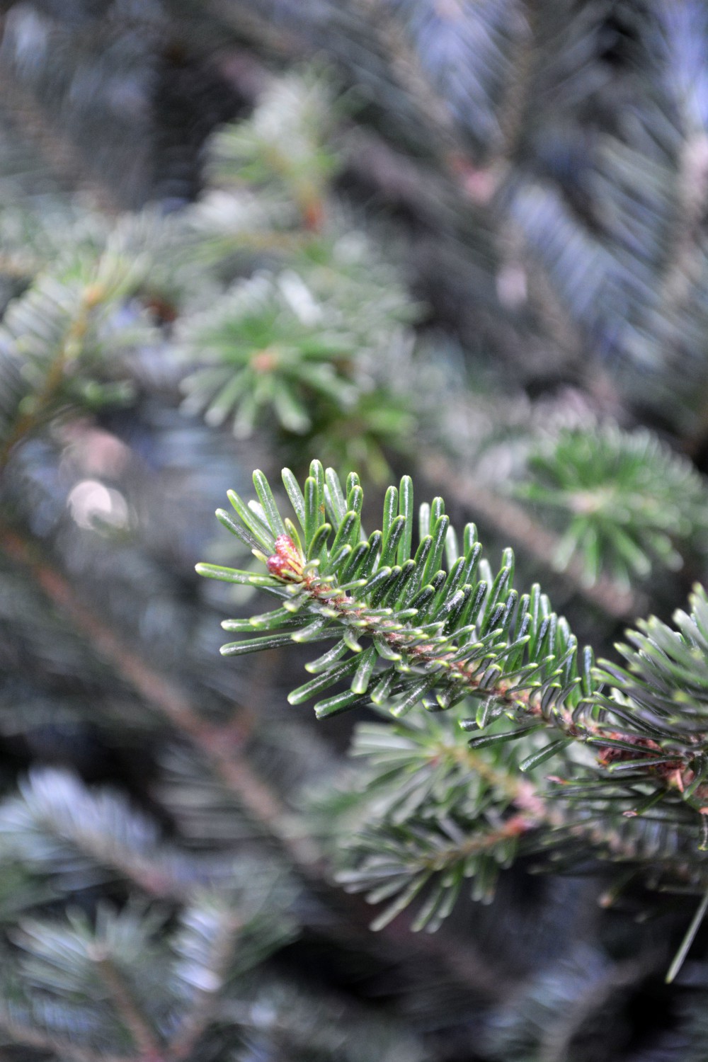 Advent in Seasons of Uncertainty