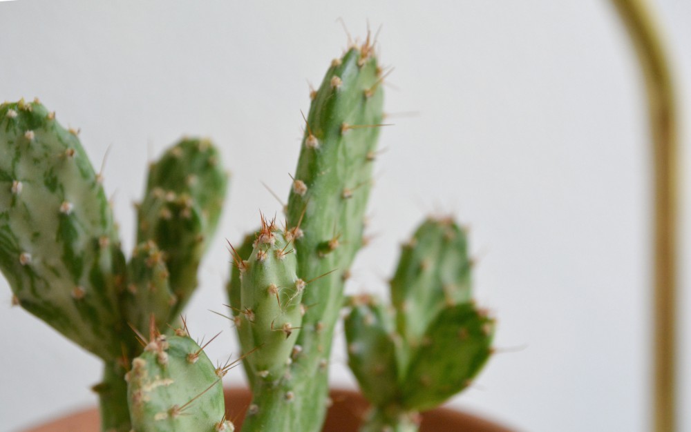 memoky_on_oaxacaborn_3