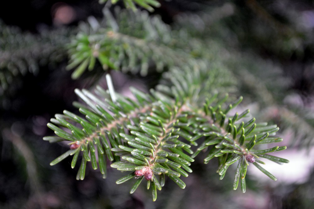 Advent in Seasons of Uncertainty