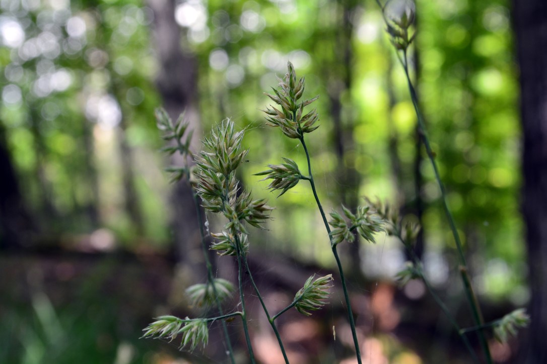 This Whole Land of My Sojourn is my Home