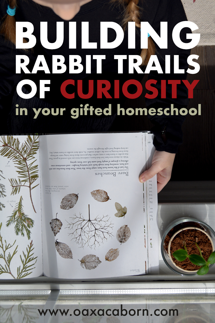Using Children's Books to Build Rabbit Trails of Curiosity in Your Gifted Homeschool