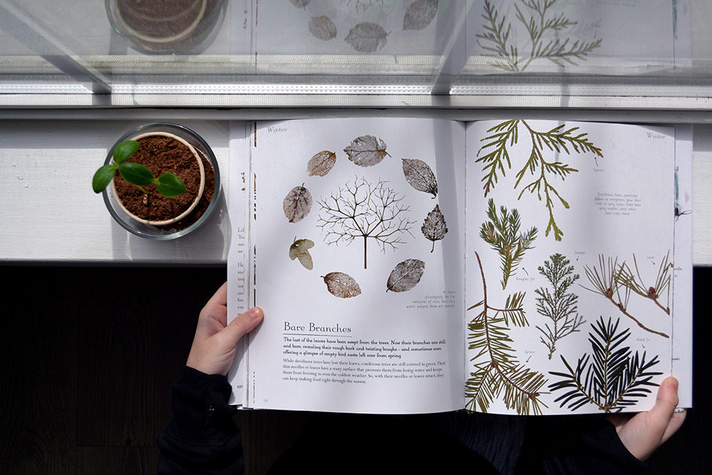 Using Children's Books to Build Rabbit Trails of Curiosity in Your Gifted Homeschool