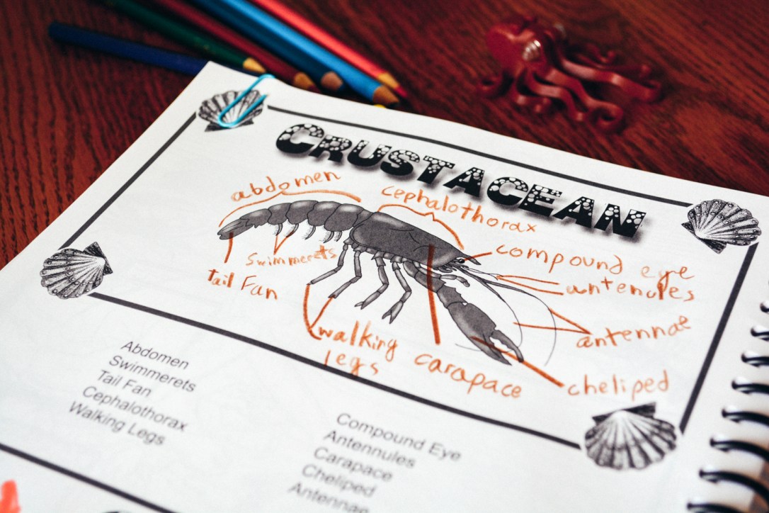 Review of Apologia Science Junior Notebooking Journal