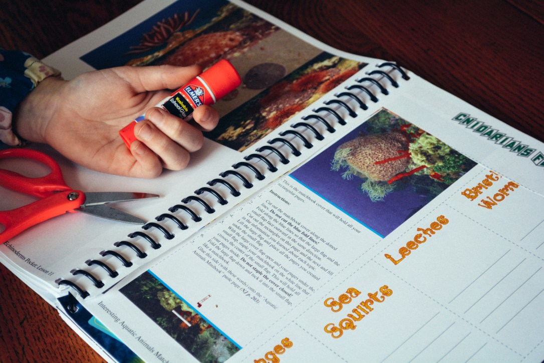 Review of Apologia Science Junior Notebooking Journal