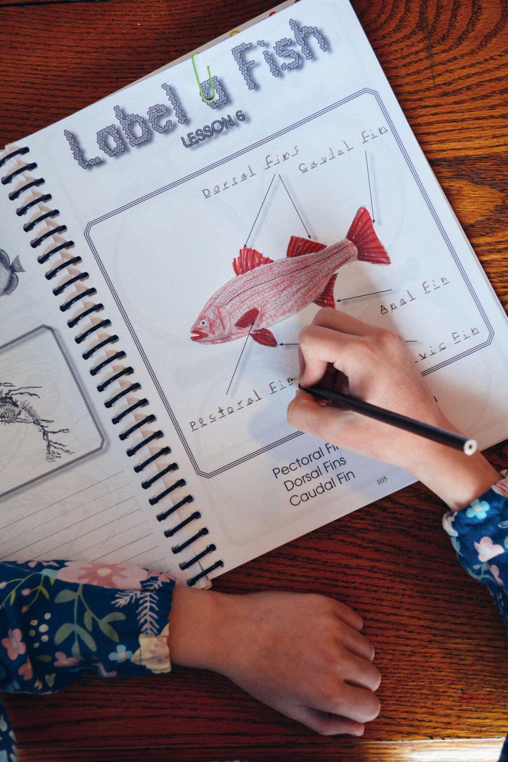 Review of Apologia Science Junior Notebooking Journal