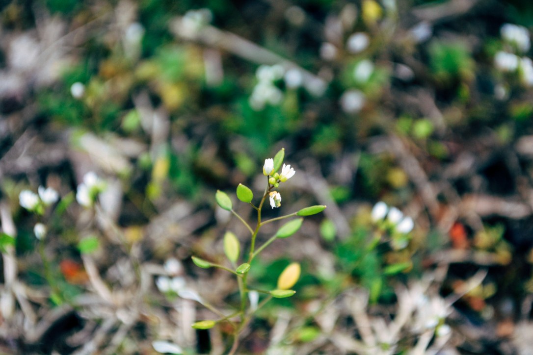 Weekly Recap: Homeschool Resources for Gifted Kids