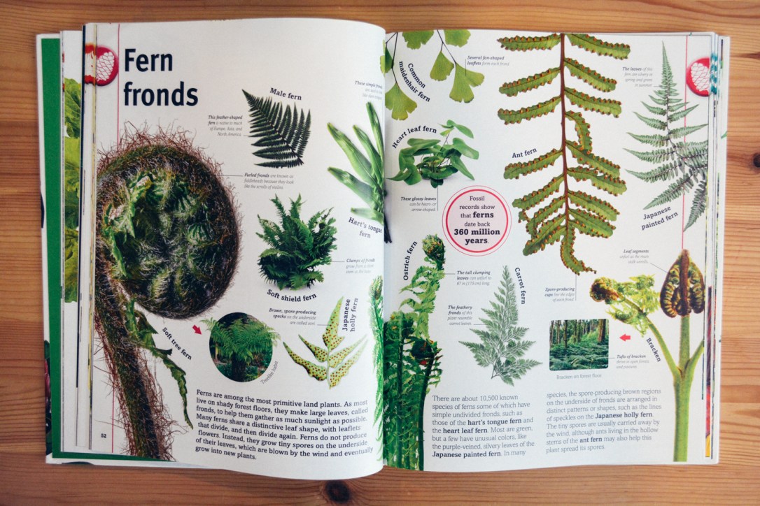 Trees, Leaves, Flowers and Seeds: A Visual Encyclopedia of the Plant Kingdom