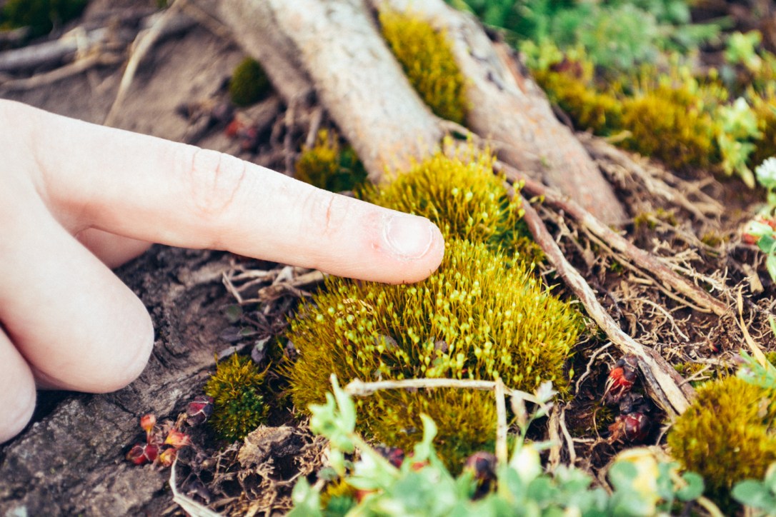 Weekly Recap: Homeschool Resources for Gifted Kids