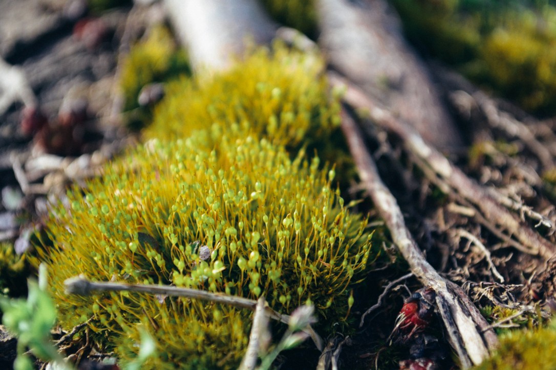 Weekly Recap: Homeschool Resources for Gifted Kids