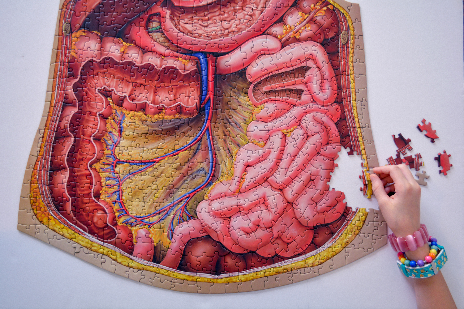 Dr. Livingston's Anatomy Jigsaw Puzzle Review – the Human Abdomen